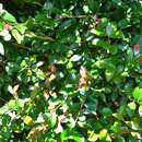 Image of Syzygium formosanum (Hayata) Mori