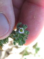 Image of Mud Fiddleleaf