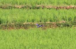 Image of Black-capped Kingfisher