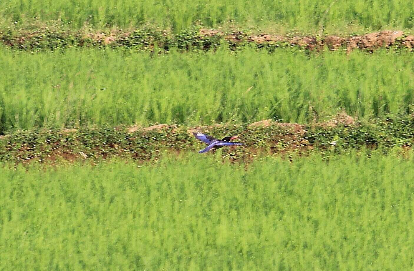 Image of Black-capped Kingfisher