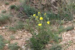 Image of Potentilla astracanica subsp. callieri (Th. Wolf) J. Soják