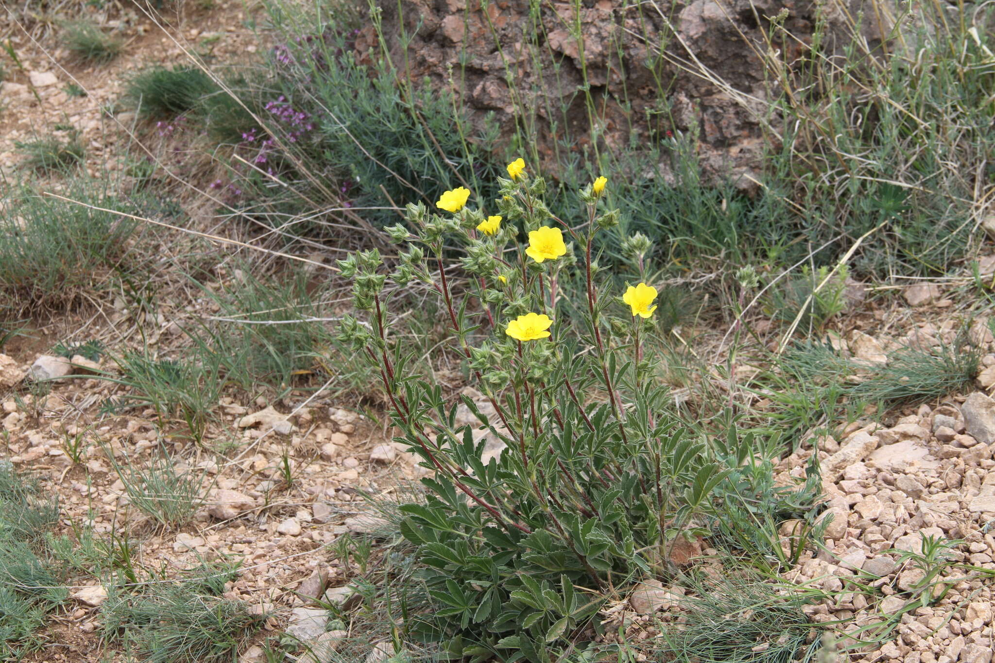 Слика од Potentilla astracanica subsp. callieri (Th. Wolf) J. Soják