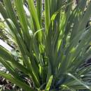 Dietes robinsoniana (F. Muell.) Klatt resmi