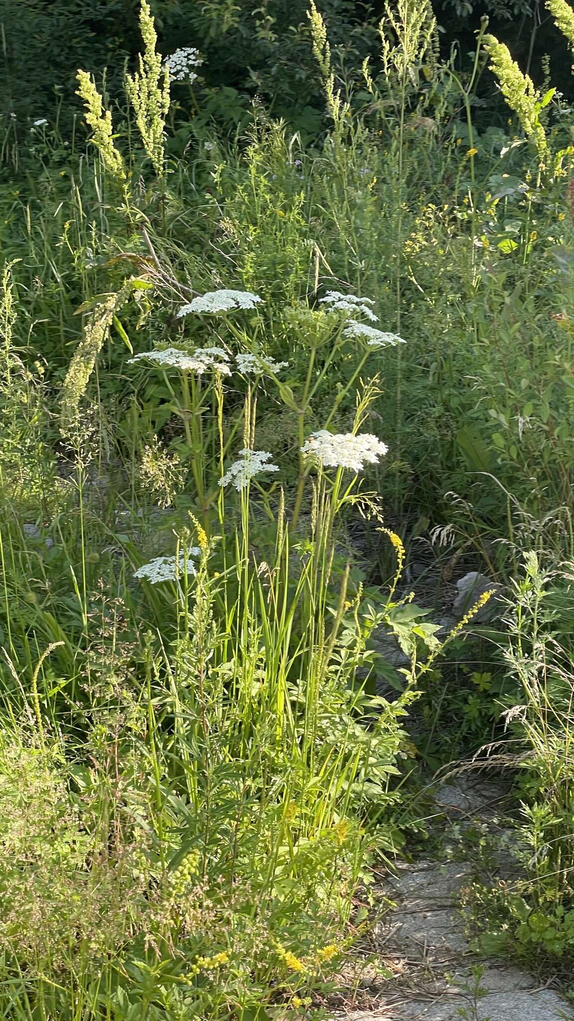 Imagem de Heracleum moellendorfii Hance