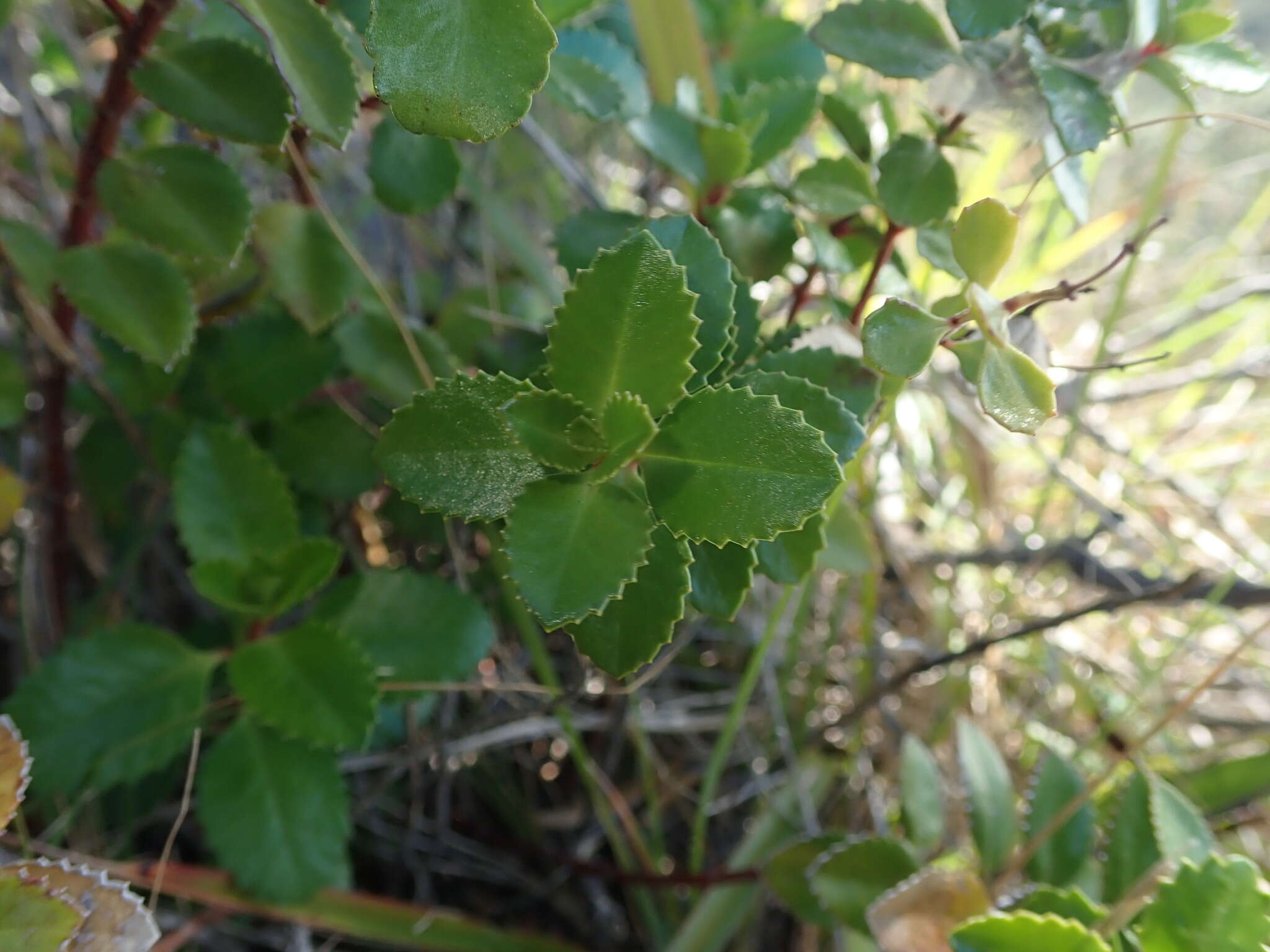 Image of Haloragis erecta subsp. cartilaginea (Cheeseman) Orchard