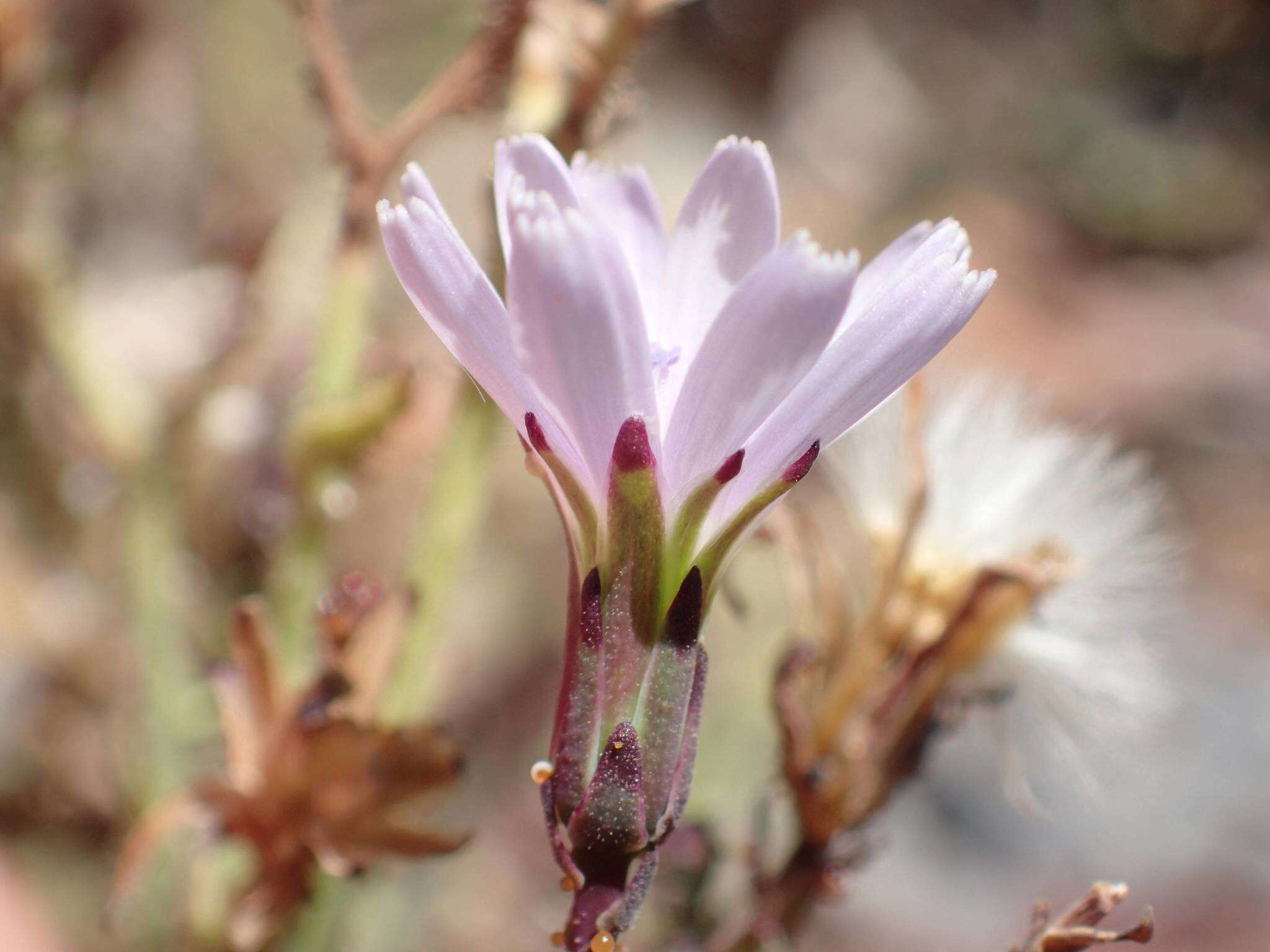 Image of Lactuca palmensis C. Bolle