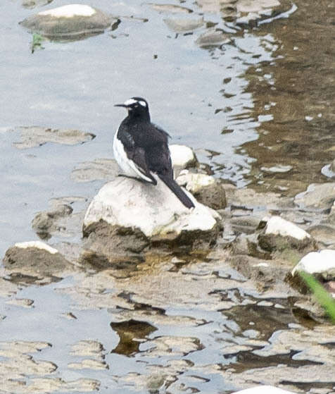 日本鶺鴒的圖片