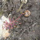 Image of Ledebouria floribunda (Baker) Jessop