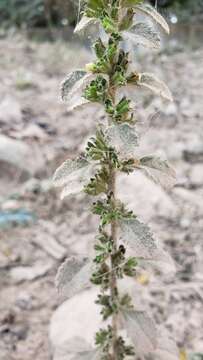 Image of Capraria frutescens (Mill.) Britton