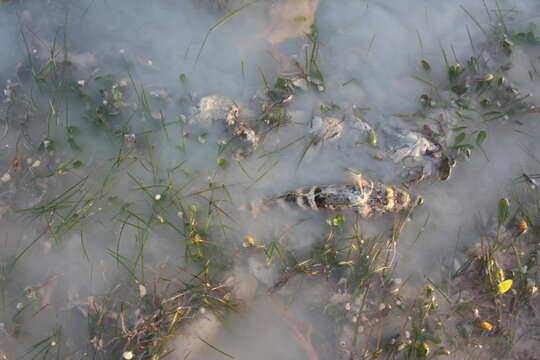 Image of Spiny Flathead