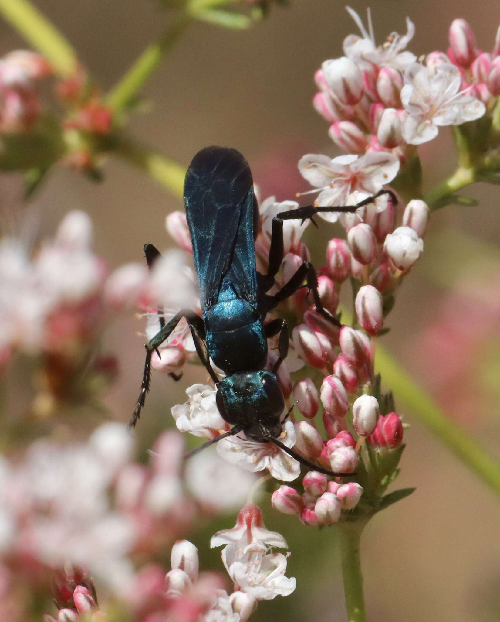 صورة Psorthaspis planata (Fox 1892)