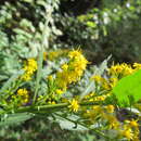 Plancia ëd <i>Solidago</i> × <i>niederederi</i>