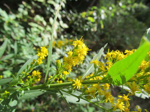 Image de <i>Solidago</i> × <i>niederederi</i>