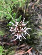 Image of Grevillea phylicoides R. Br.