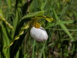 Imagem de Cypripedium candidum Muhl. ex Willd.