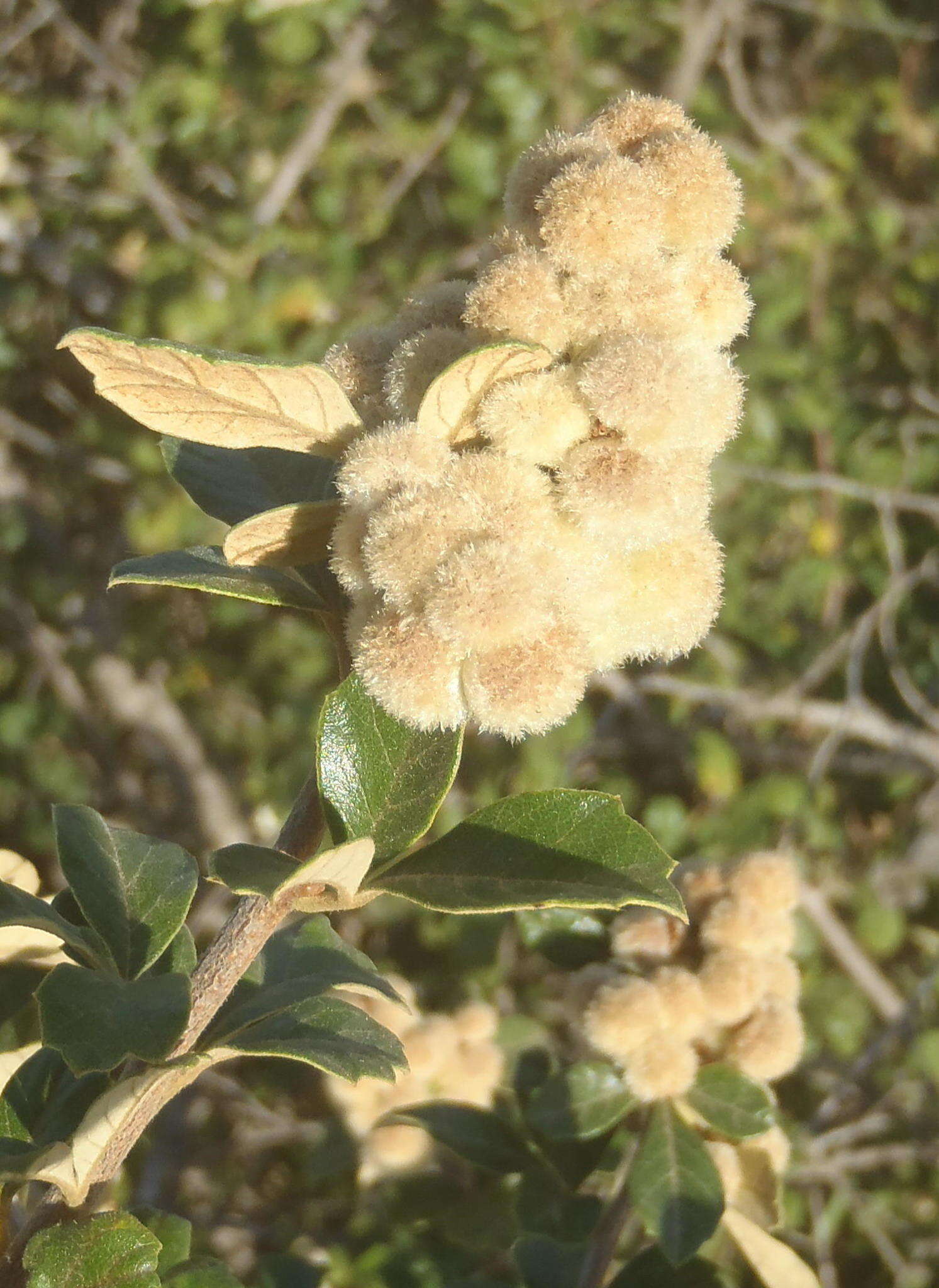 Image of Searsia incisa (L. fil.) F. A. Barkley