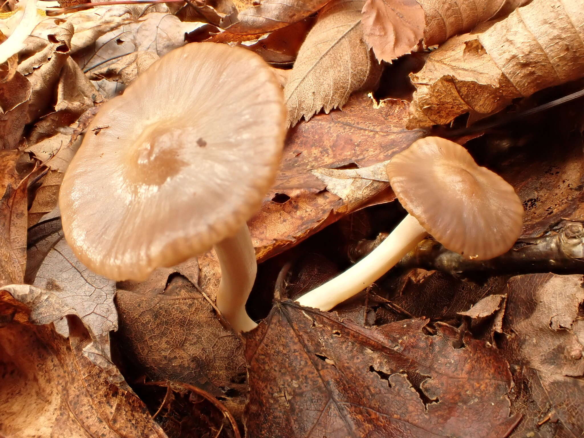 Image of Cuphophyllus lacmus (Schumach.) Bon 1985