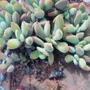 Crassula anso-lerouxiae van Jaarsv. resmi