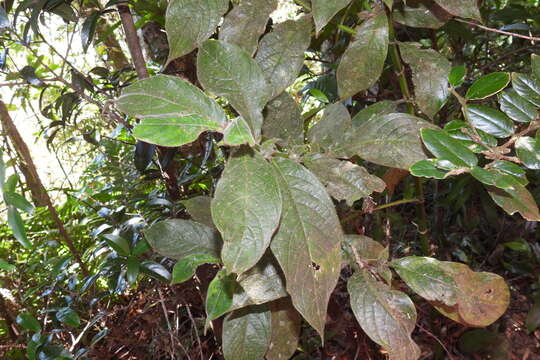 Lasianthus cyanocarpus Jack resmi