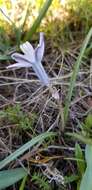 Image of blue funnel lily