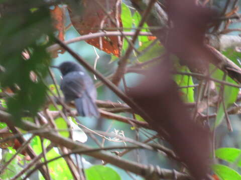 Image of Riparian Antbird