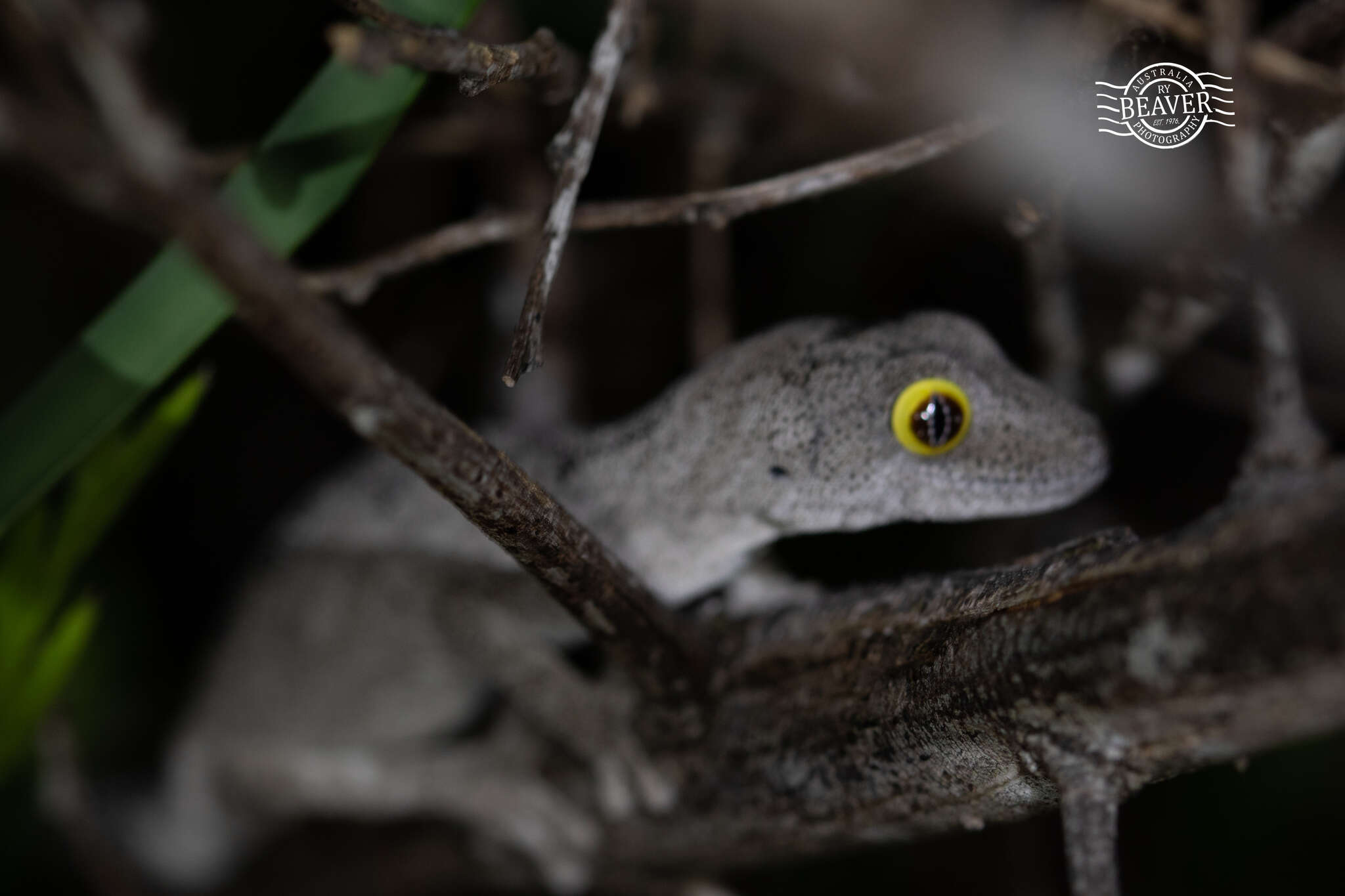 Image of Strophurus spinigerus (Gray 1842)