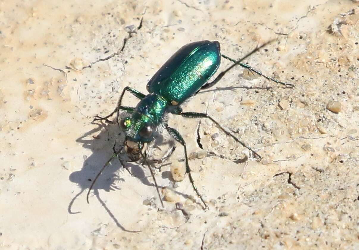 Image de Cicindela (Cicindela) pimeriana Le Conte 1867