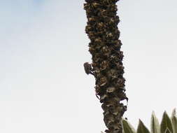 Image of Andean Tit-Spinetail