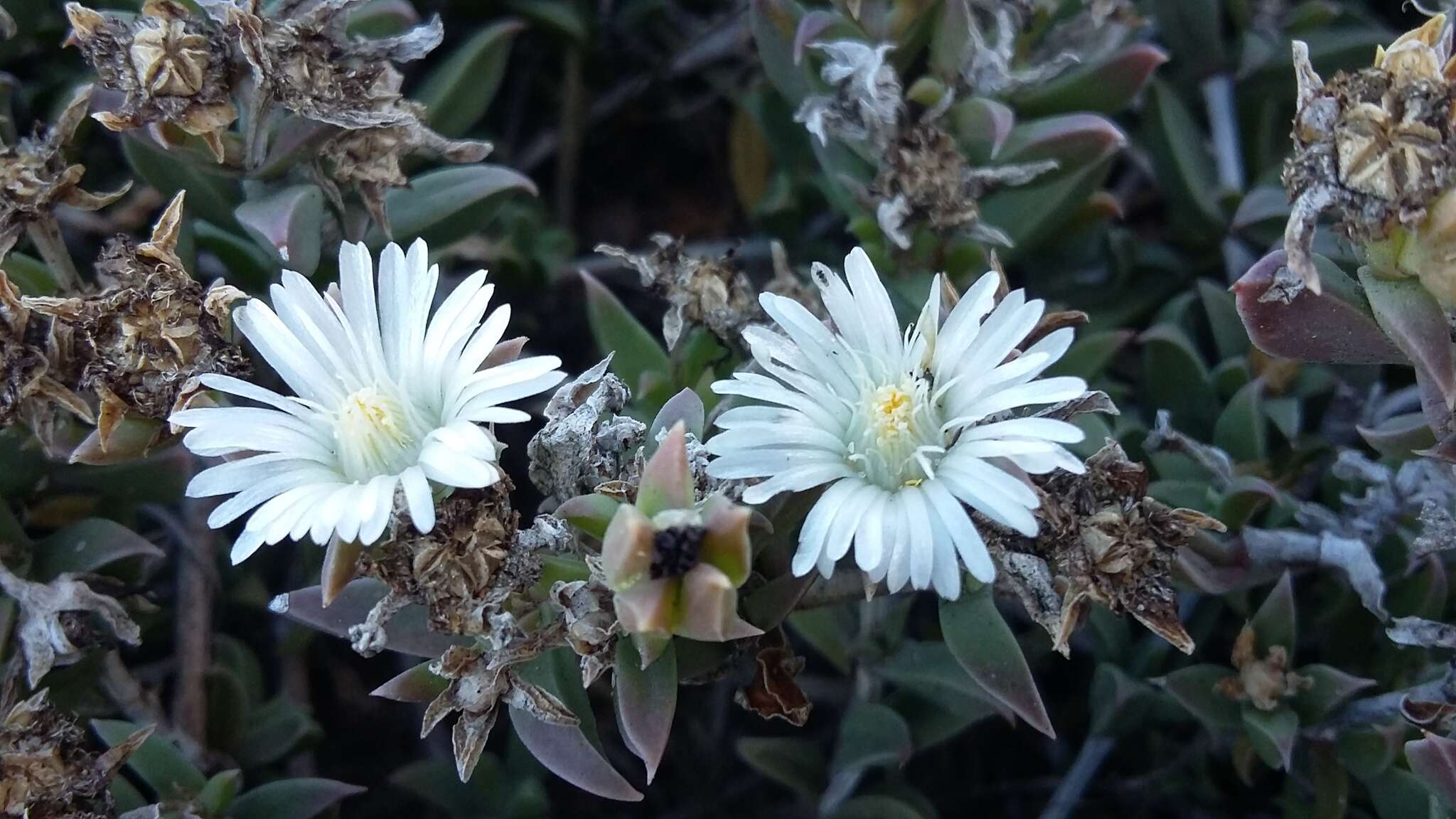 Imagem de Delosperma litorale (Kensit) L. Bol.