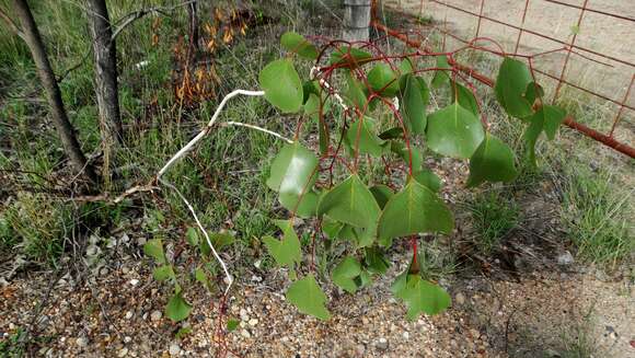 Image of Eucalyptus populnea subsp. populnea