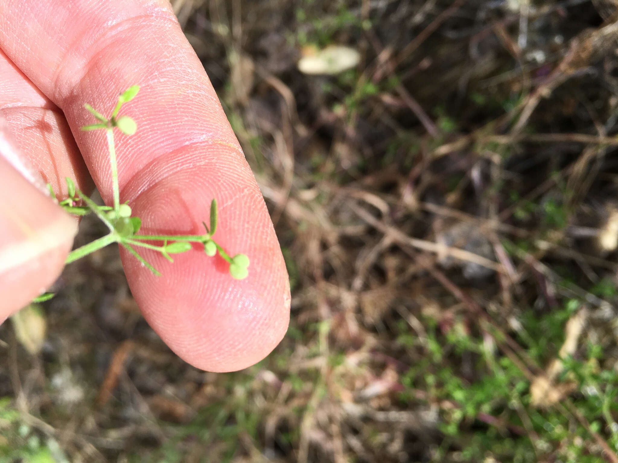 Image of graceful bedstraw