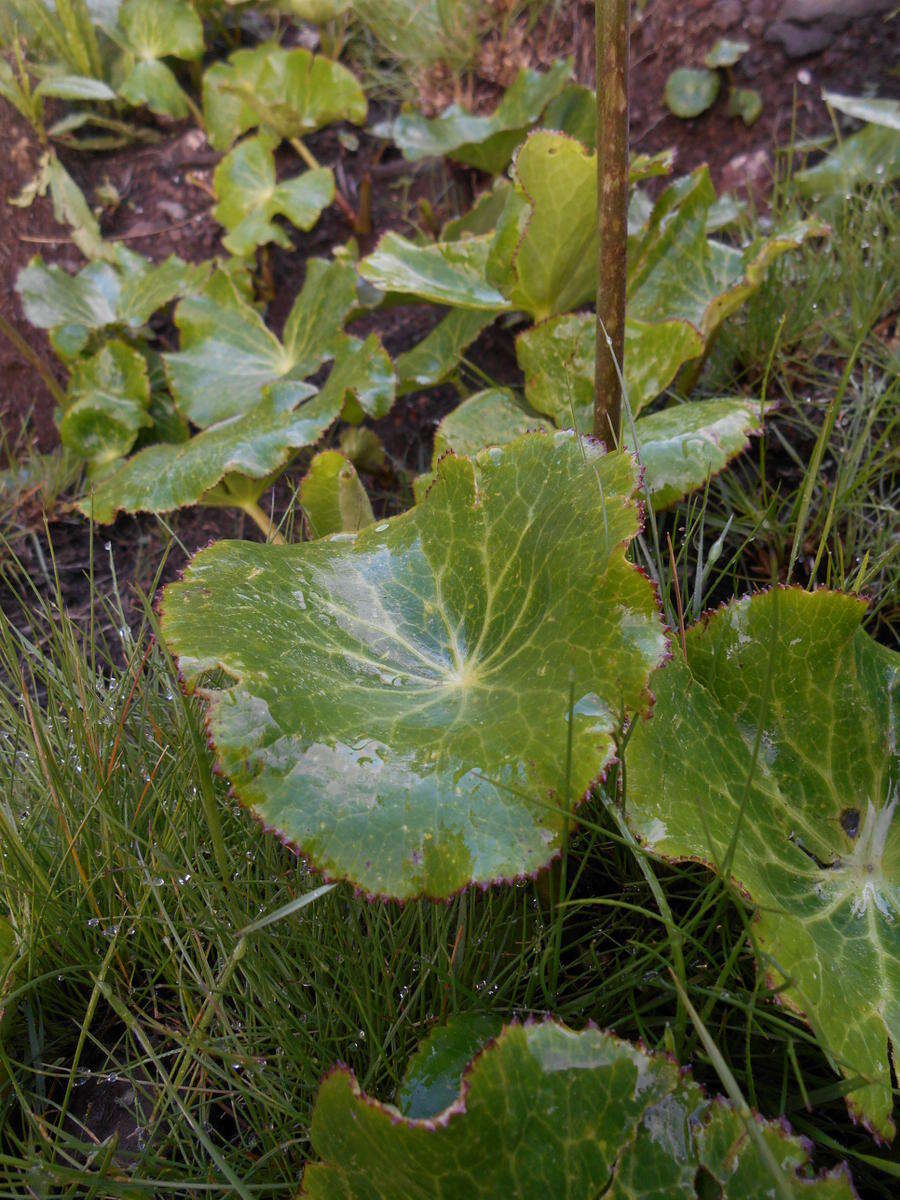 Image of Peltocalathos baurii (Mac Owan) M. Tamura