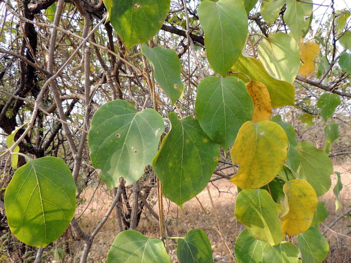 Image of Marsdenia volubilis (L. fil.) Cooke