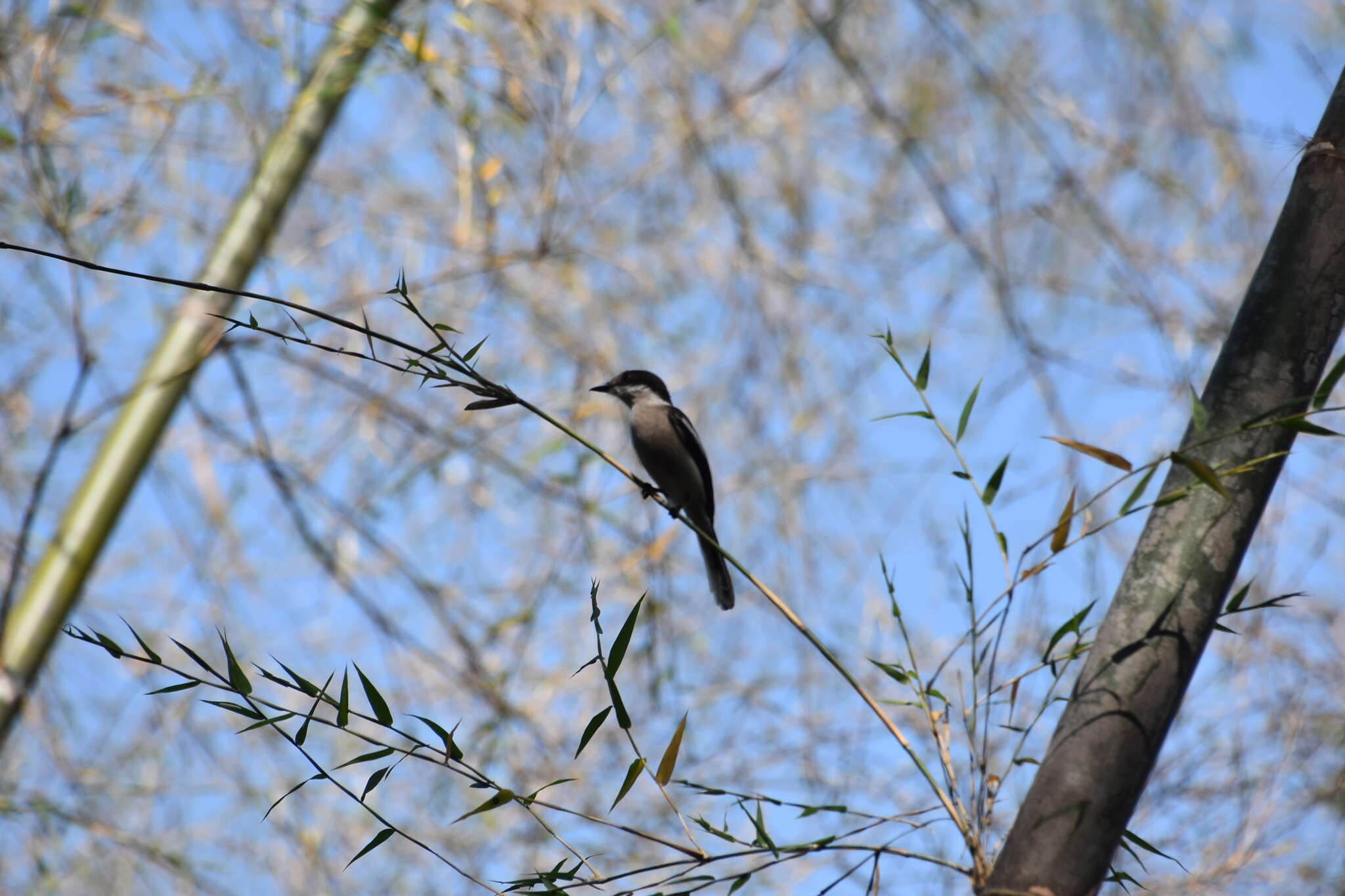 Image of Flycatcher-shrike