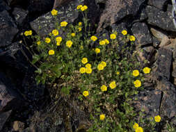 Image de Potentilla asperrima Turcz.