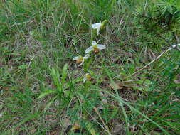 Image of Ophrys apifera var. laetitiae Klaver