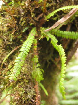 Image of Moranopteris taenifolia (Jenm.) R. Y. Hirai & J. Prado