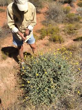 Sivun Encelia resinifera C. Clark kuva