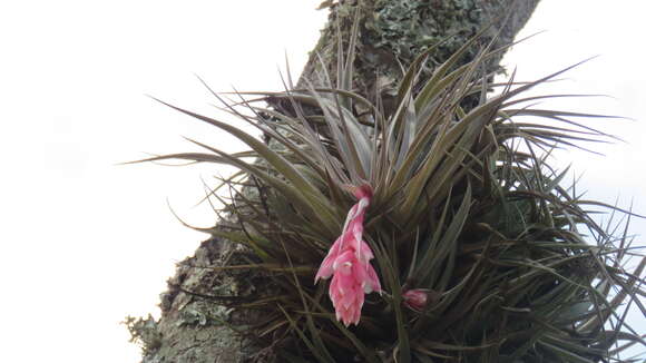 Sivun Tillandsia recurvifolia Hook. kuva