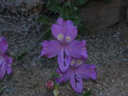 Image of Alstroemeria paupercula Phil.