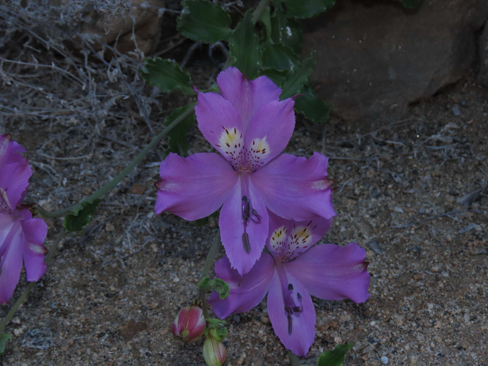 Image of Alstroemeria paupercula Phil.