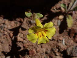 Image of annual redspot monkeyflower