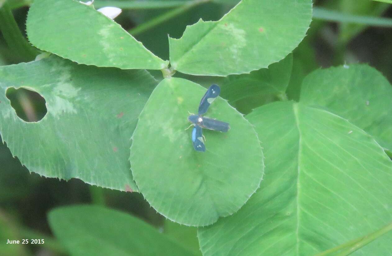 Imagem de Mileewa (Mileewa) dorsimaculata Melichar 1902