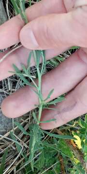 Image of Helenium radiatum (Less.) M. W. Bierner