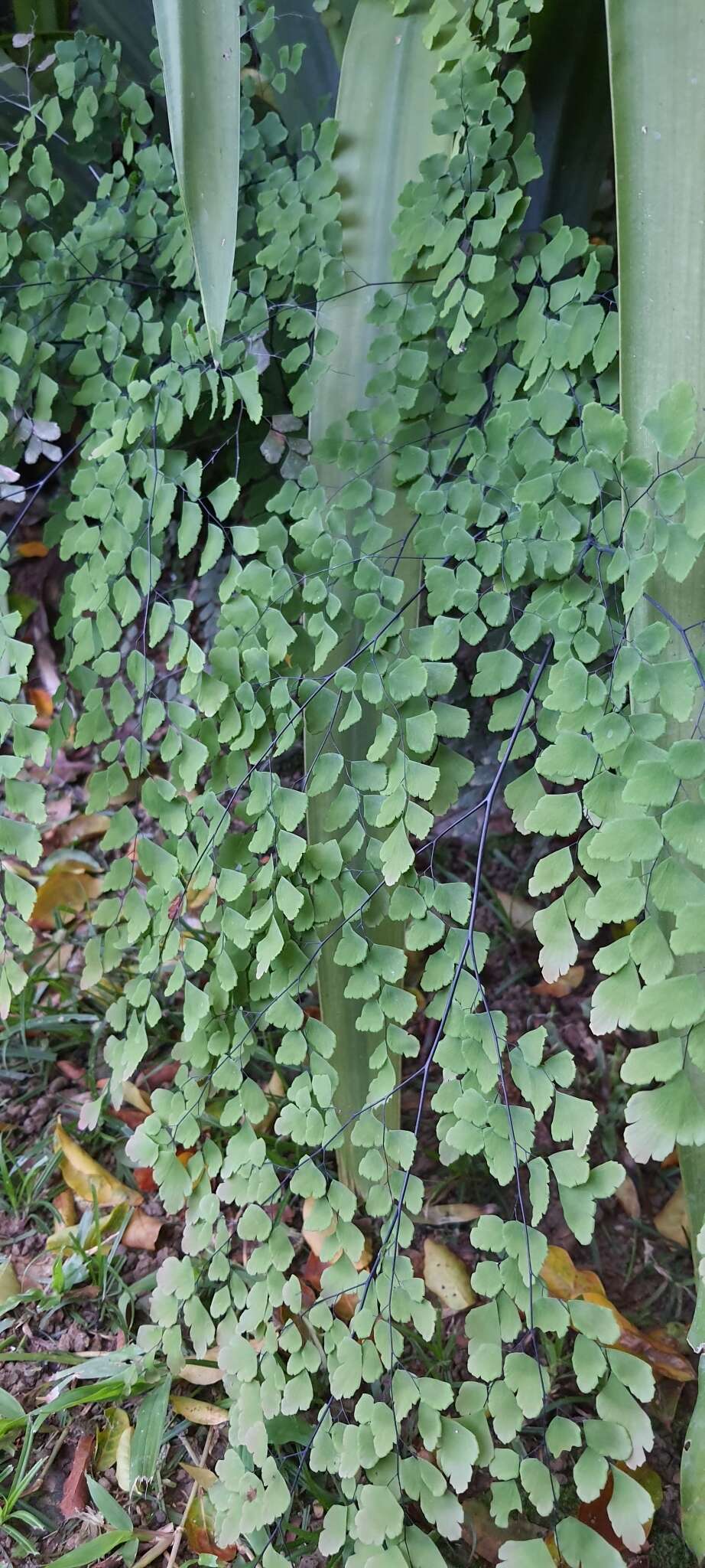 Image of fan maidenhair