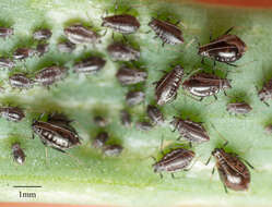 Image of Aphid