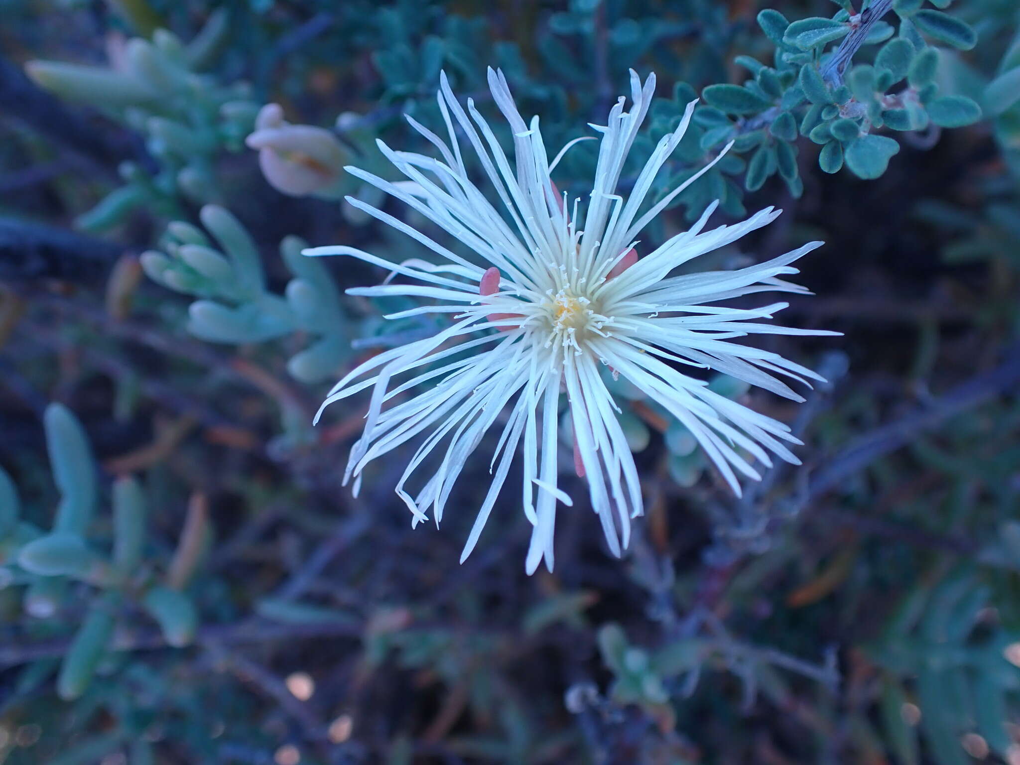 Imagem de Mesembryanthemum splendens subsp. pentagonum (L. Bol.) Klak