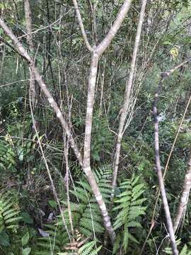 Imagem de Viburnum nudum var. cassinoides (L.) Torr. & A. Gray