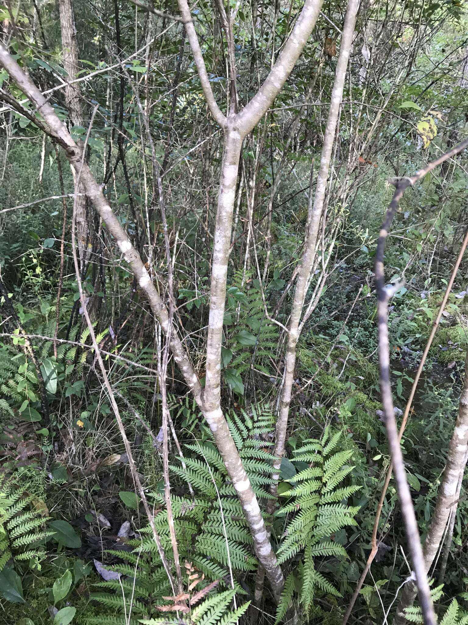 Viburnum nudum var. cassinoides (L.) Torr. & A. Gray的圖片