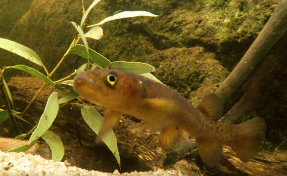 Image of Broad-finned galaxias